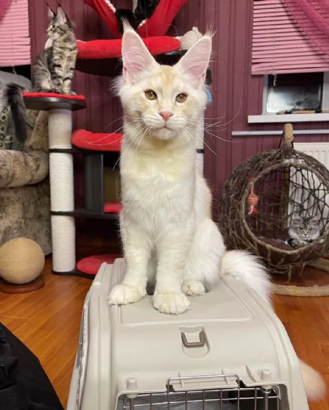 Gatti Maine Coon in adozione | Foto 2