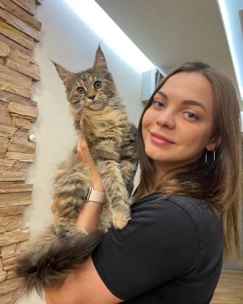 Gatto Maine Coon disponibile per adozione