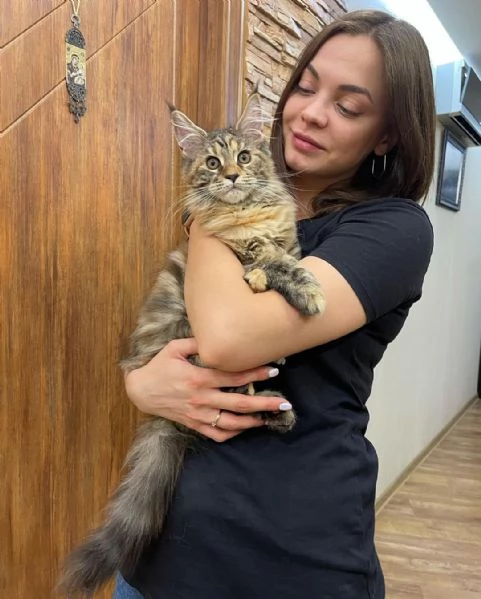 Gatto Maine Coon disponibile per adozione | Foto 1