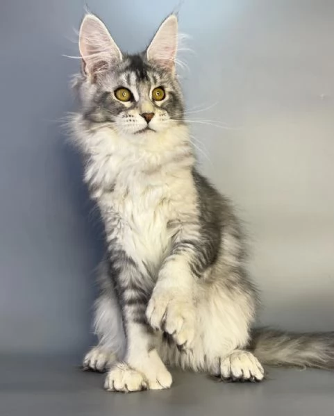 GATTINI MAINE COON IN ADOZIONE | Foto 5