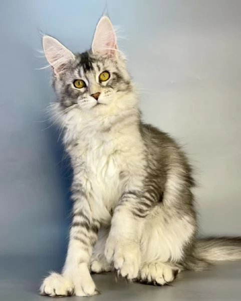 GATTINI MAINE COON IN ADOZIONE | Foto 3