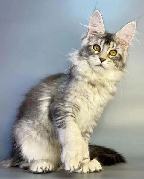 GATTINI MAINE COON IN ADOZIONE | Foto 0