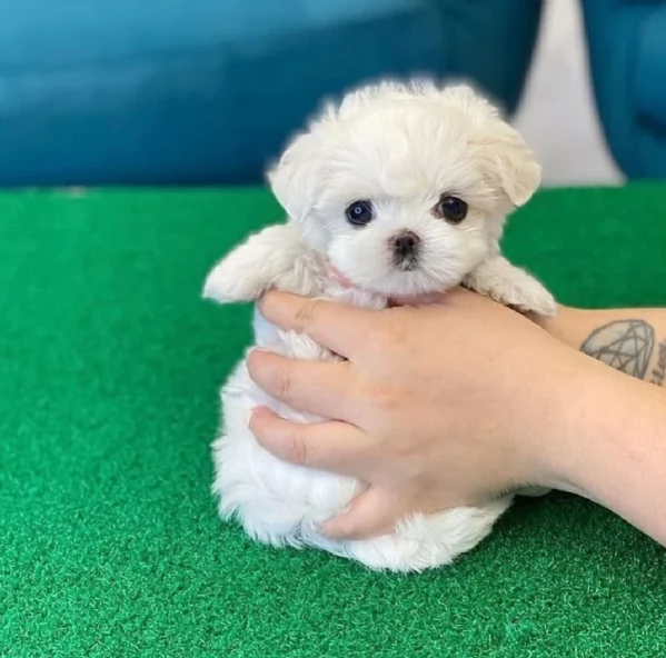 Regalo giocattolo maltese disponibile maschio e femmina 