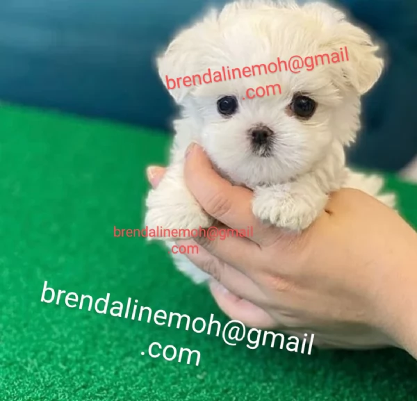 Regalo giocattolo maltese disponibile maschio e femmina  | Foto 0