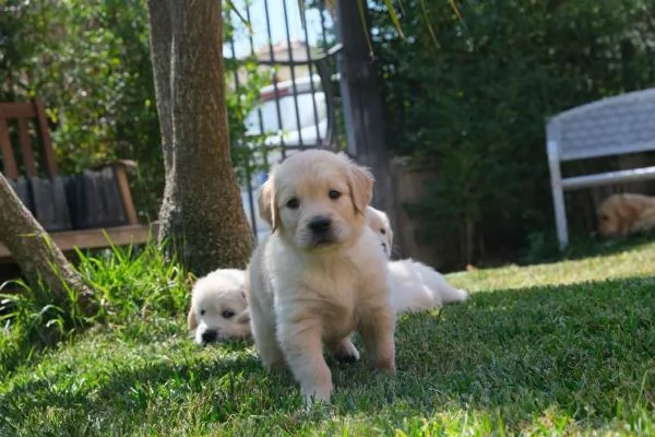 Cuccioli di golden retriever con pedigree Enci | Foto 4