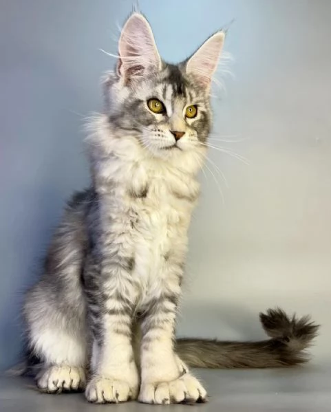 Gattini Maine Coon in adozione