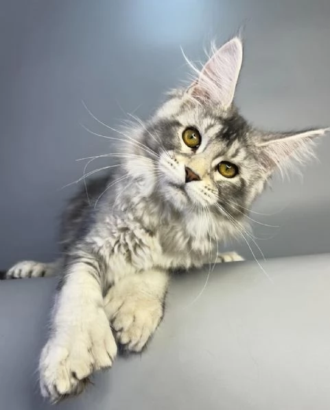 Gattini Maine Coon in adozione | Foto 0
