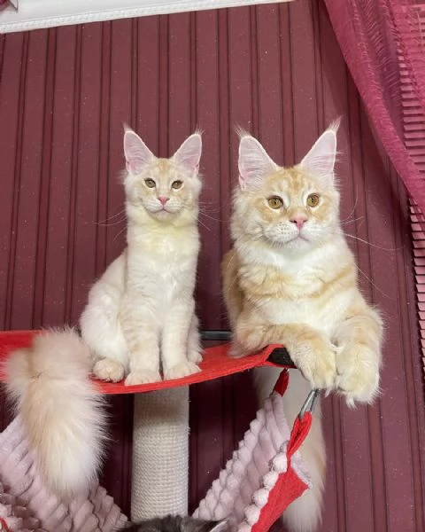 Gatto Maine Coon in adozione | Foto 2