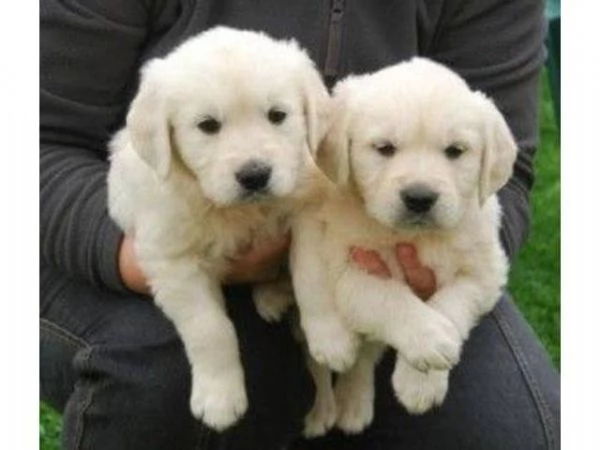 Due cuccioli maschietti di Golden retriever