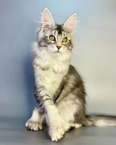 Gatitos maine coon en adopción | Foto 0