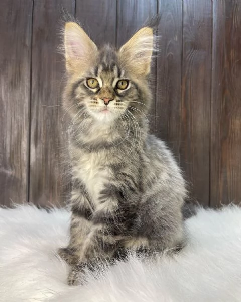 Gato maine coon en adopción | Foto 2