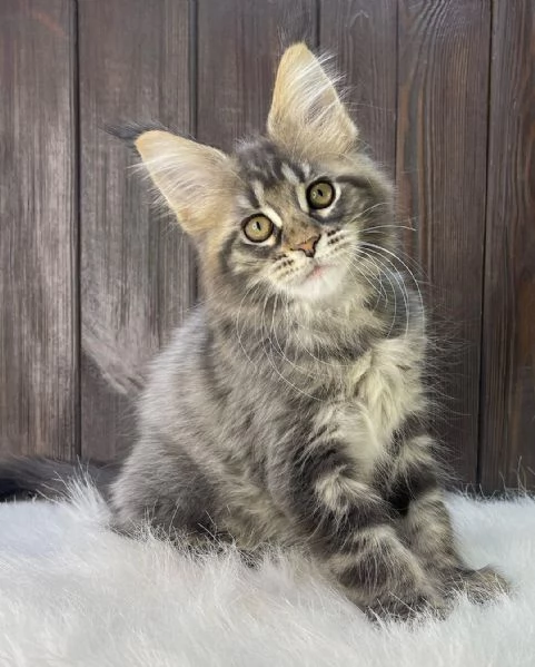 Gato maine coon en adopción