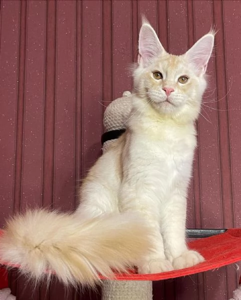 Vendo gatti Maine Coon | Foto 1