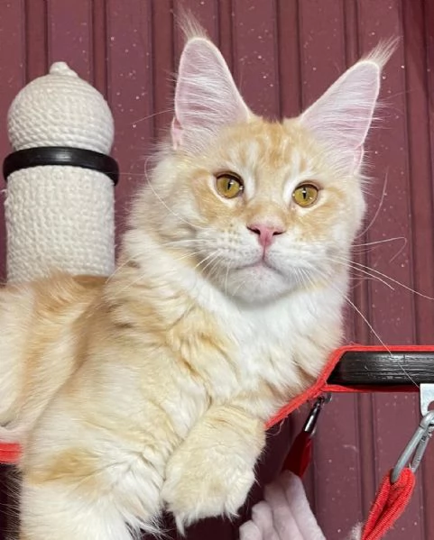 Vendo gatti Maine Coon | Foto 0