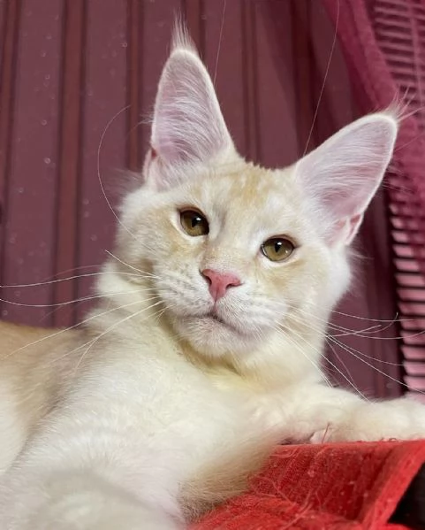 Gatto Maine Coon in adozione | Foto 0