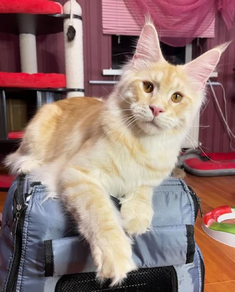 Gatto Maine Coon in adozione | Foto 1