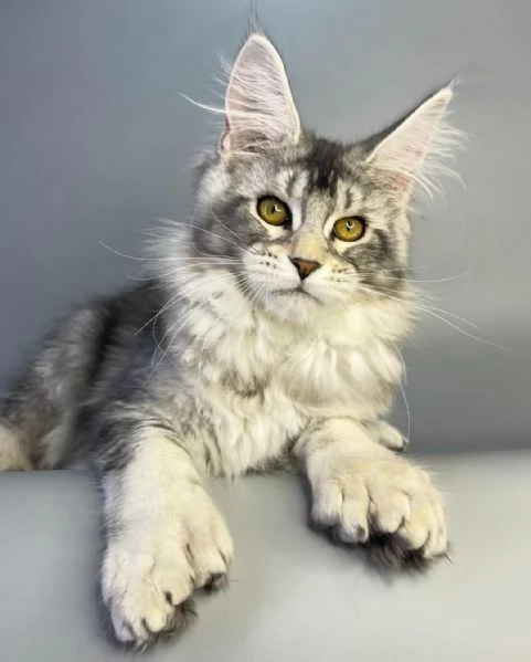 Gatto Maine Coon in adozione | Foto 1