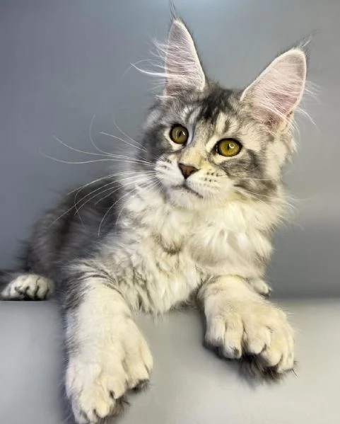 Gatto Maine Coon in adozione | Foto 0