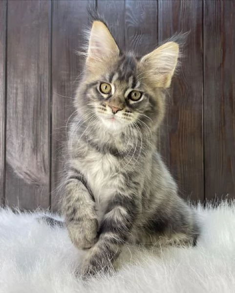 Gatto Maine Coon in adozione | Foto 1
