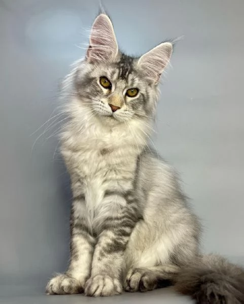 Gatto Maine Coon in adozione