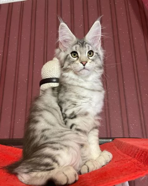 Gatto Maine Coon in adozione | Foto 2