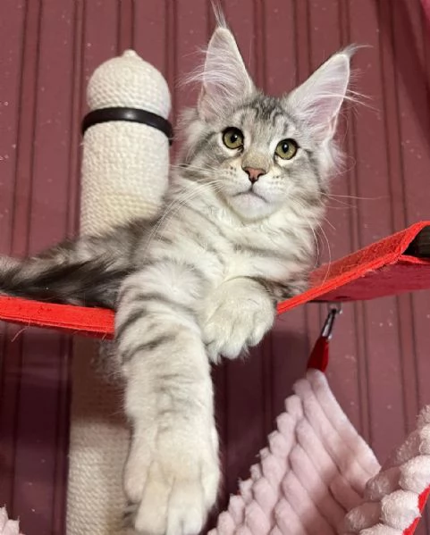 Gatto Maine Coon in adozione | Foto 1