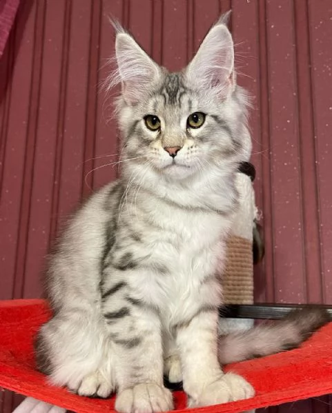 Gatto Maine Coon in adozione | Foto 0