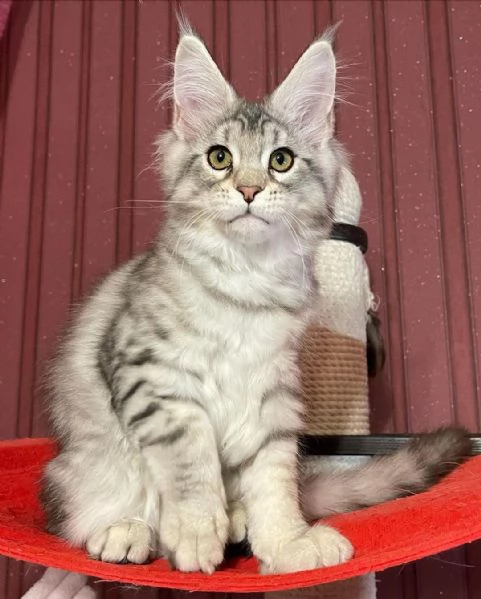 Gatto del Mainecoon in adozione | Foto 0