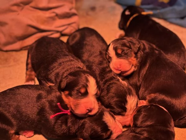 Cucciolo Bovaro del Bernese | Foto 1