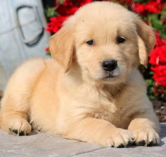 Cuccioli di Golden Retriever