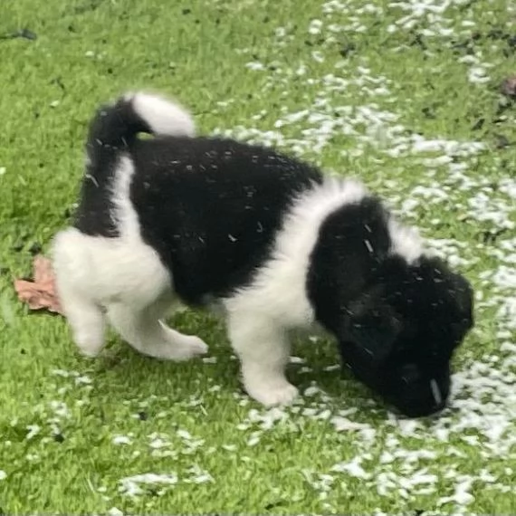 Regalo akita inu Disponibili bellissimi cuccioli già vaccinati sverminati e iscritti in anagrafe can