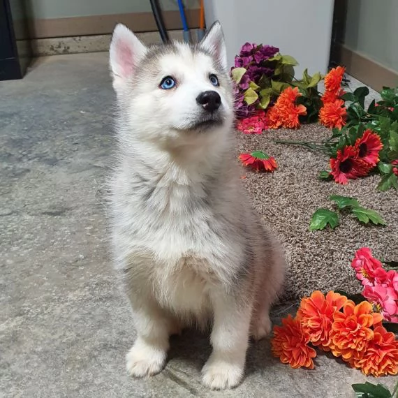 REGALO SIBERIAN HUSKY CON PEDIGREE Consegna con : libretto sanitario, vaccini certificati dal veteri