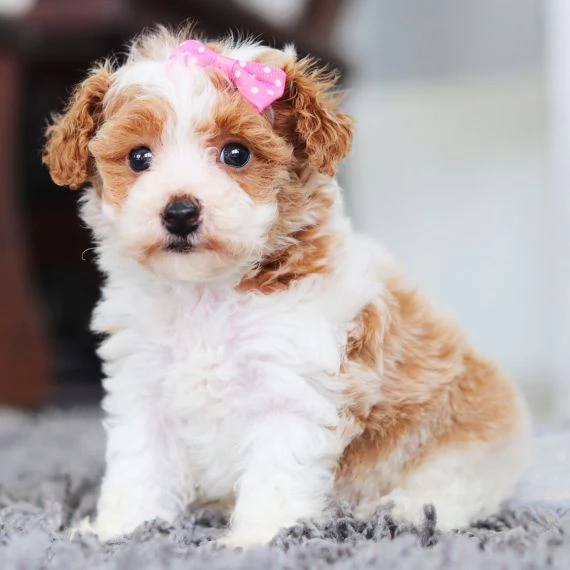  Regalo abbiamo cuccioli di barboncino sono barboncino di dimensioni standard . sono registrati AKC.