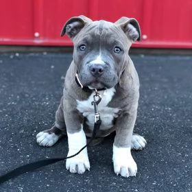 Cucciolo di Pitbull al naso blu