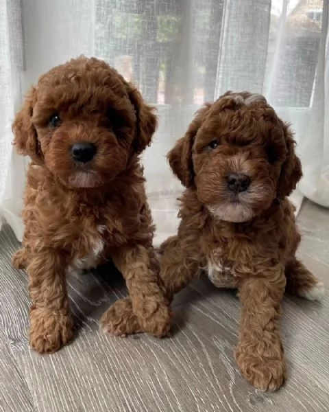 cuccioli di maltipoo maschi e femmine.