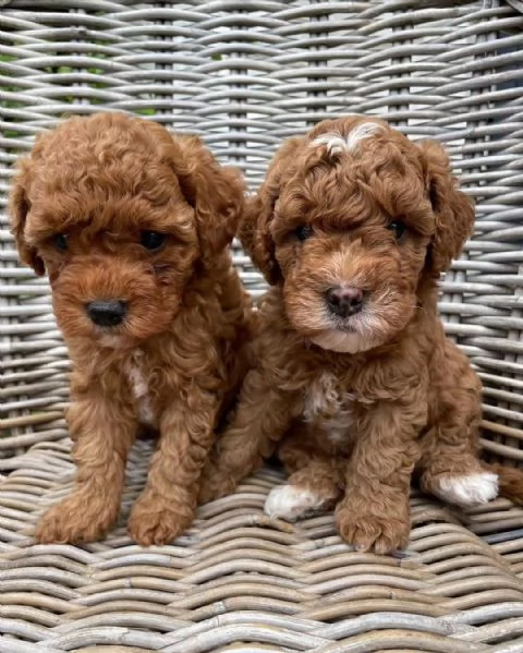 cuccioli di maltipoo maschi e femmine,