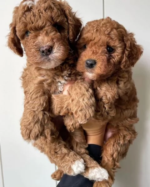 cuccioli di maltipoo maschi e femmine/