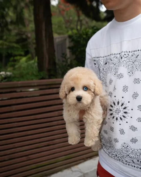 Il mini doodle unico color crema per gli occhi strani è qui | Foto 0