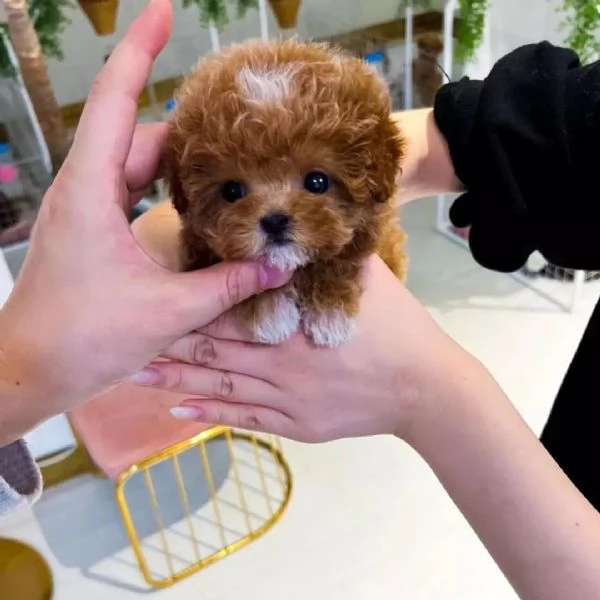 maltipoo femmina 
