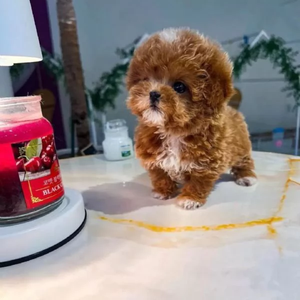 adorabile maltipoo  | Foto 0