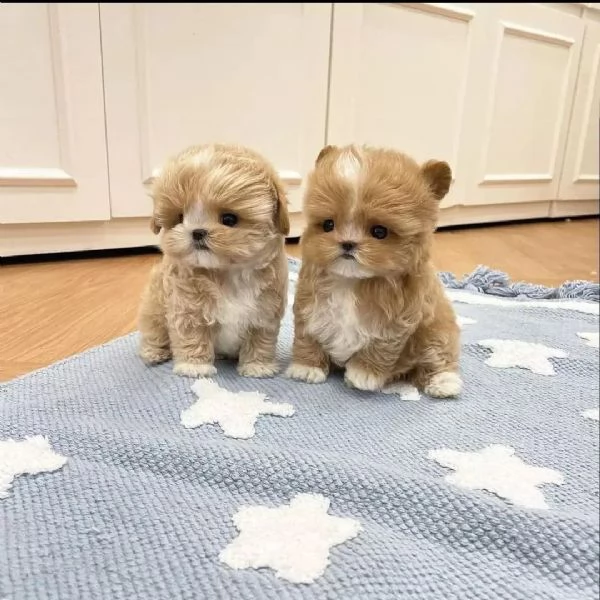  bellissimi cuccioli di maltipoo 