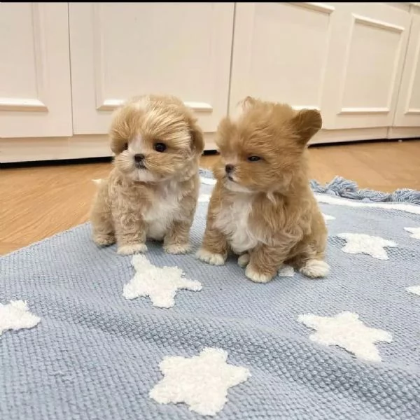  bellissimi cuccioli di maltipoo  | Foto 0
