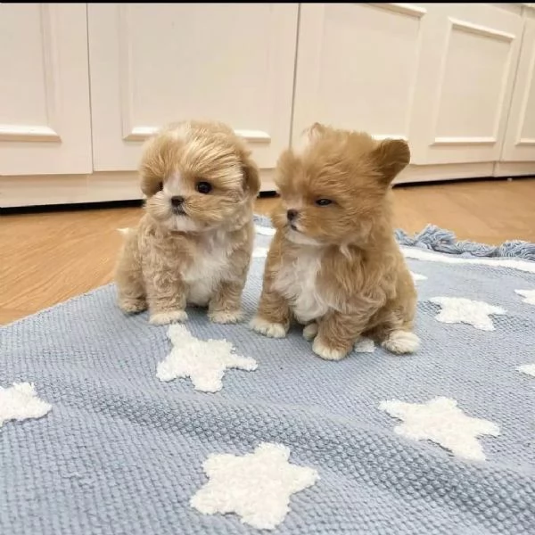 cuccioli di maltipoo prima questi sono i più adorabili | Foto 0