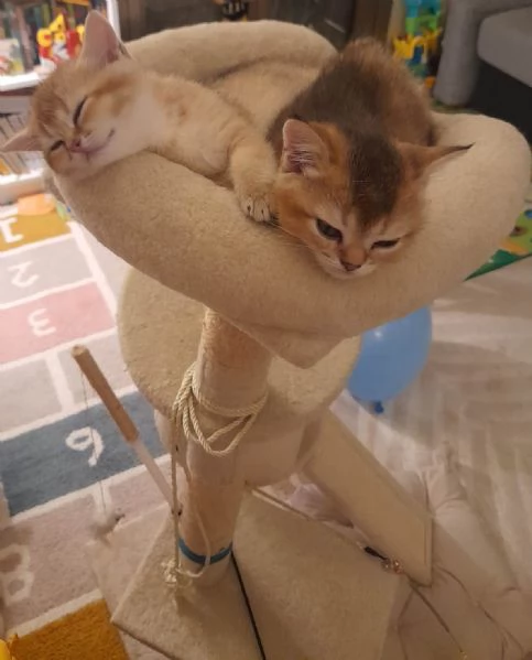 Gattini Scottish Straight - Maschio e Femmina | Foto 4