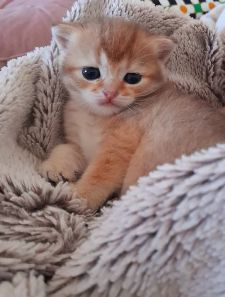 Gattini Scottish Straight - Maschio e Femmina | Foto 3