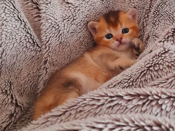 Gattini Scottish Straight - Maschio e Femmina | Foto 2