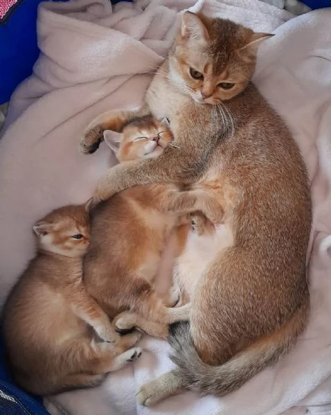 Gattini Scottish Straight - Maschio e Femmina