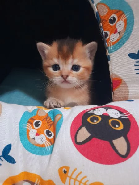 Gattini Scottish Straight - Maschio e Femmina | Foto 0