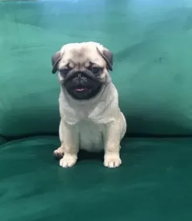 Carlino bellissimi cuccioli