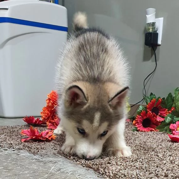 Regalo cuccioli Siberian Husky Maschio e Femmina Abbiamo disponibili cuccioli di Siberian Husky Masc